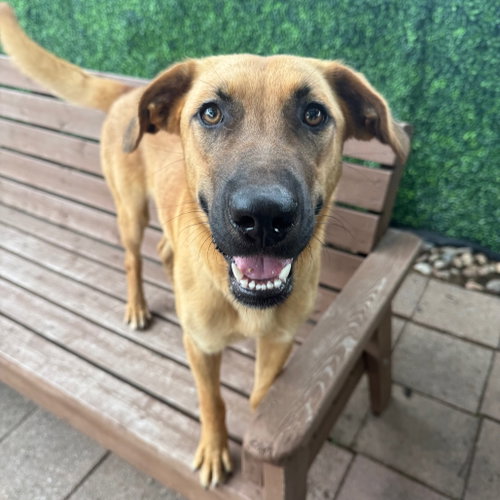 Mango, an adoptable Shepherd in Dallas, TX
