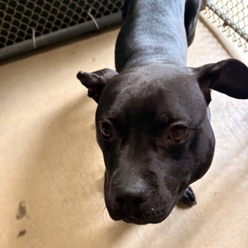 Tilly, an adoptable Terrier in Dallas, TX
