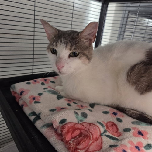 Velvet Rose, an adoptable Domestic Short Hair in Dallas, TX