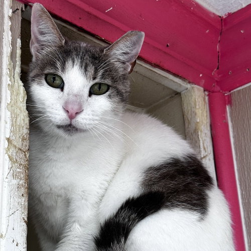 Velvet Rose, Adult Domestic Short Hair, cat for adoption in Fort Worth, Texas