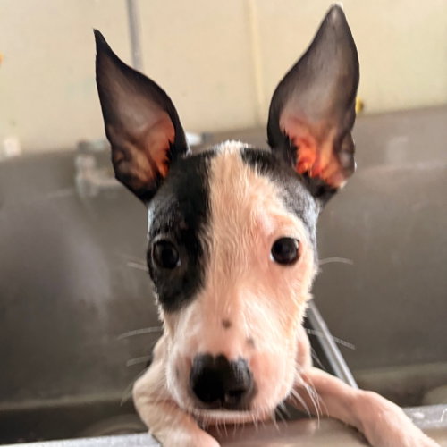 Bianca, an adoptable Terrier in Dallas, TX