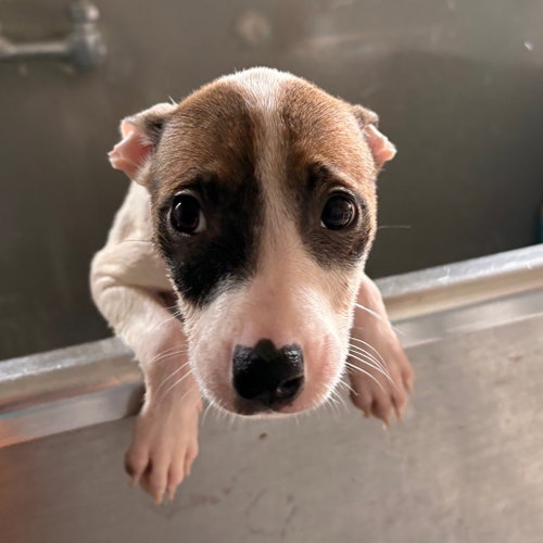 Bellarose