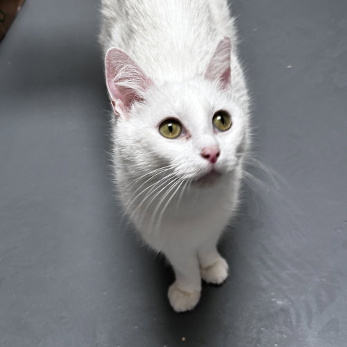 Ammarie, Young Domestic Short Hair, cat for adoption in Fort Worth, Texas