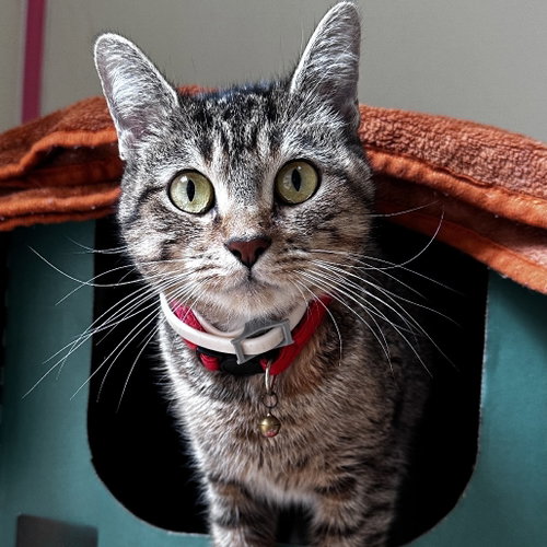 Clover, Young Domestic Short Hair, cat for adoption in Fort Worth, Texas