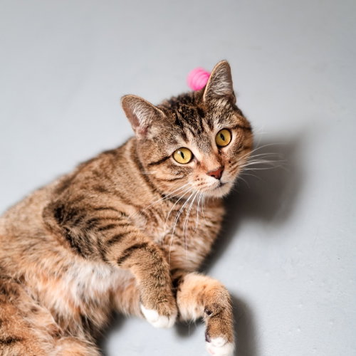 Clover, a cat for adoption from Dallas Pets Alive