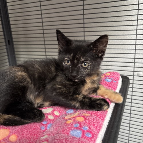 Sweets, Baby Domestic Short Hair, cat for adoption in Fort Worth, Texas