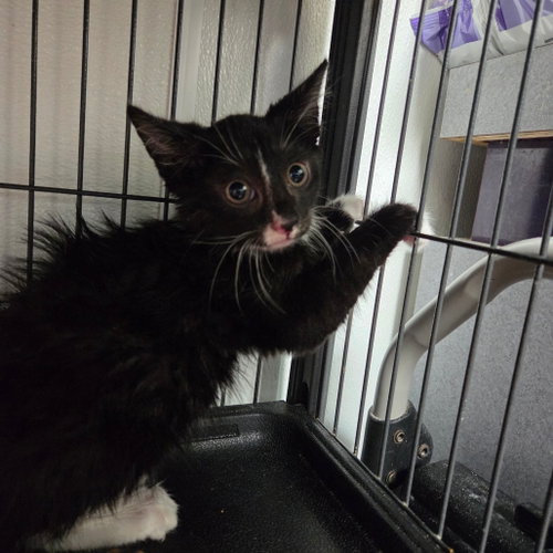 Ripley, Baby Domestic Short Hair, cat for adoption in Fort Worth, Texas