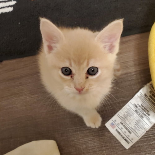Pipsqueak, Baby Domestic Short Hair, cat for adoption in Fort Worth, Texas