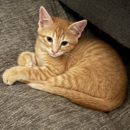 Boomie, Baby Domestic Short Hair, cat for adoption in Fort Worth, Texas