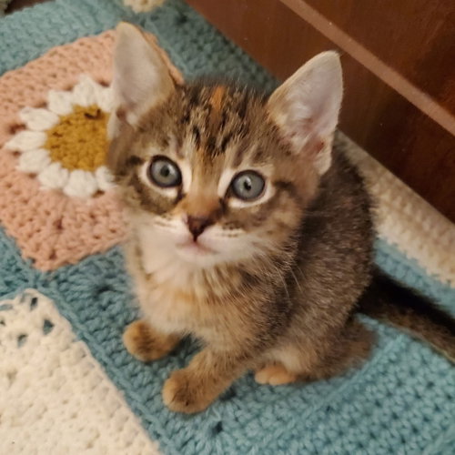 Zuzu, Baby Domestic Short Hair, cat for adoption in Fort Worth, Texas