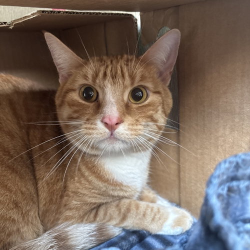 Pumpkin, Adult Domestic Short Hair, cat for adoption in Fort Worth, Texas