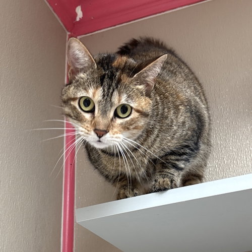 Judy, Adult Domestic Short Hair, cat for adoption in Fort Worth, Texas