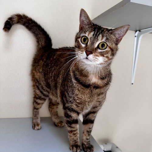 Judy, Adult Domestic Short Hair, cat for adoption in Hurst, Texas