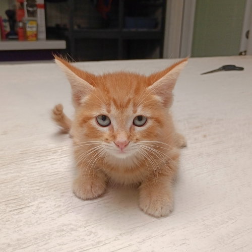 Garfield, Baby Domestic Short Hair, cat for adoption in Fort Worth, Texas