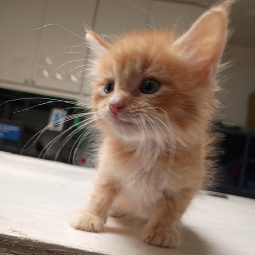 Cheddar, Baby Domestic Short Hair, cat for adoption in Fort Worth, Texas
