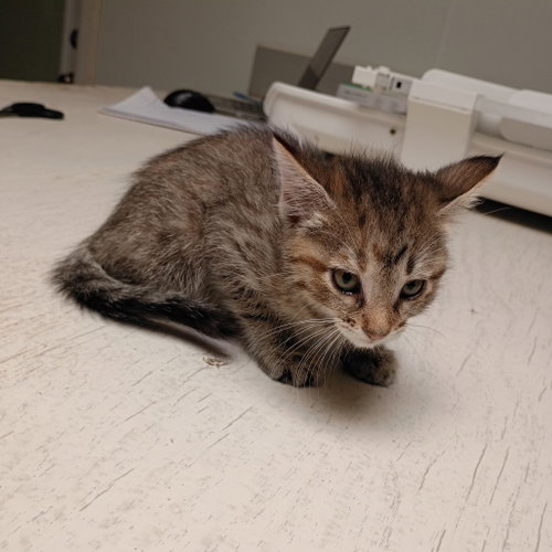 Turtle, Baby Domestic Short Hair, cat for adoption in Fort Worth, Texas