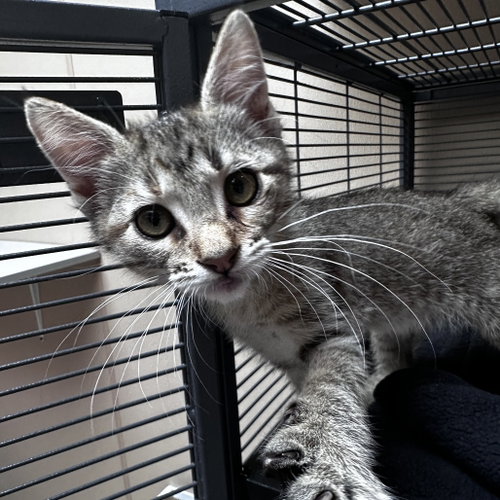Turtle, Baby Domestic Short Hair, cat for adoption in Flower Mound, Texas