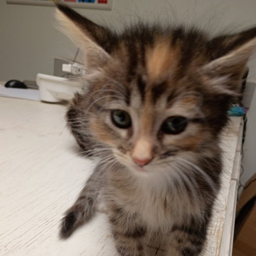 Nemo, Baby Domestic Short Hair, cat for adoption in Fort Worth, Texas