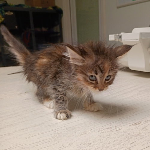 Dory, Baby Domestic Short Hair, cat for adoption in Fort Worth, Texas