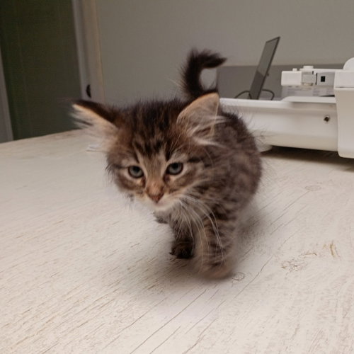 Pearl, Baby Domestic Short Hair, cat for adoption in Fort Worth, Texas