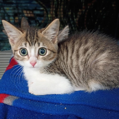 Jon Snow, Baby Domestic Short Hair, cat for adoption in Fort Worth, Texas