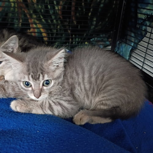 Sansa, Baby Domestic Short Hair, cat for adoption in Fort Worth, Texas