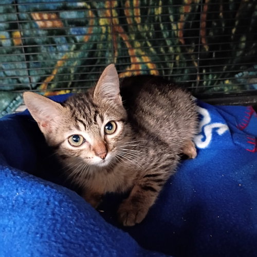 Bran, Baby Domestic Short Hair, cat for adoption in Fort Worth, Texas