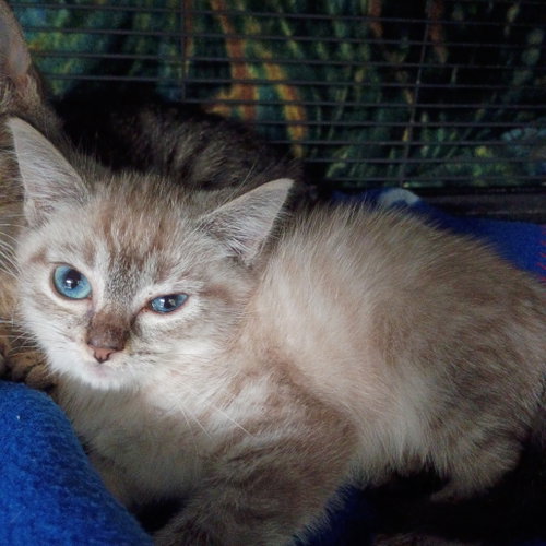 Rickon, Baby Domestic Short Hair, cat for adoption in Fort Worth, Texas