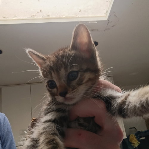 Tampa, Baby Domestic Short Hair, cat for adoption in Fort Worth, Texas