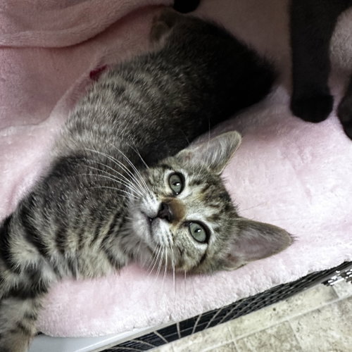 Tampa, Baby Domestic Short Hair, cat for adoption in Flower Mound, Texas