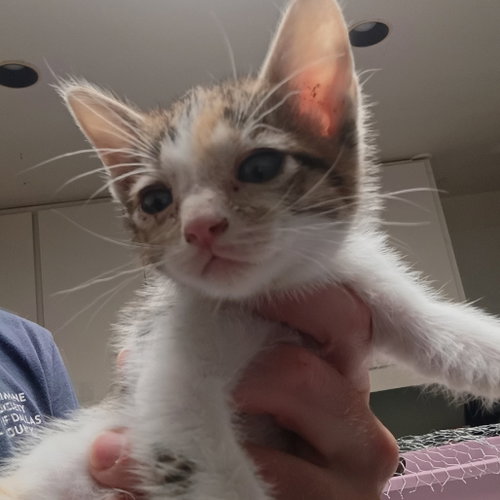 Naples, Baby Domestic Short Hair, cat for adoption in Fort Worth, Texas