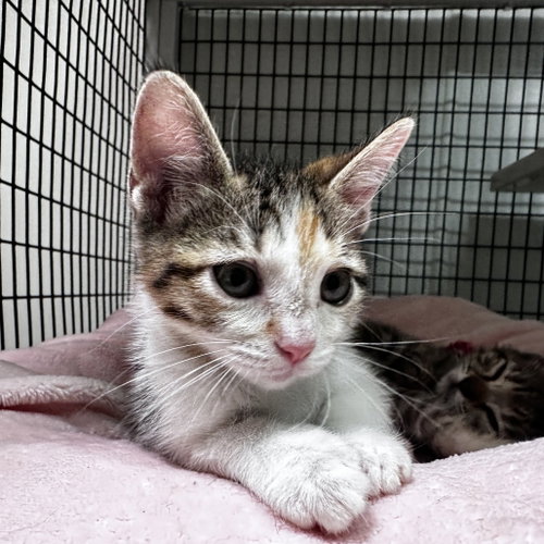 Naples, Baby Domestic Short Hair, cat for adoption in Flower Mound, Texas