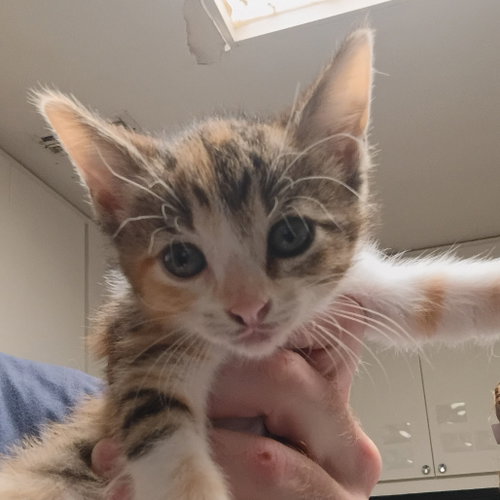 Biscayne, Baby Domestic Short Hair, cat for adoption in Fort Worth, Texas