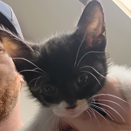 Key, Baby Domestic Short Hair, cat for adoption in Fort Worth, Texas