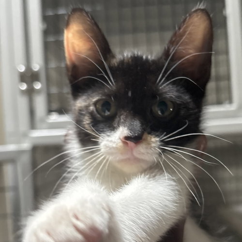 Key, Baby Domestic Short Hair, cat for adoption in Euless, Texas