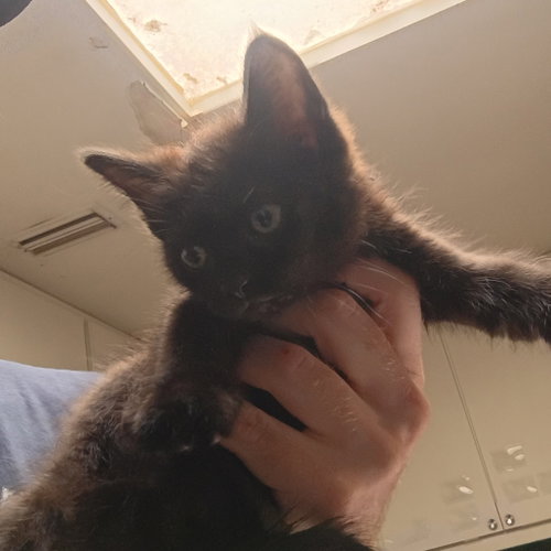 Clearwater, Baby Domestic Short Hair, cat for adoption in Fort Worth, Texas