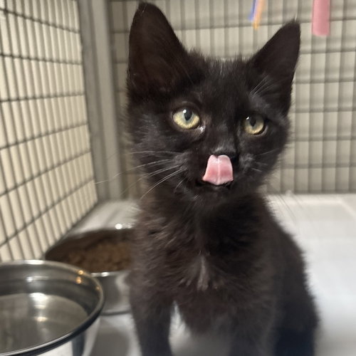 Clearwater, Baby Domestic Short Hair, cat for adoption in Euless, Texas