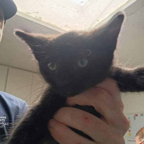 Orlando, Baby Domestic Short Hair, cat for adoption in Fort Worth, Texas