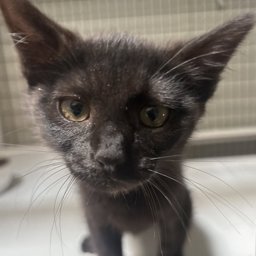 Orlando, Baby Domestic Short Hair, cat for adoption in Euless, Texas