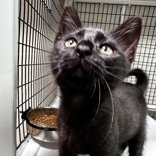 Orlando, Baby Domestic Short Hair, cat for adoption in Flower Mound, Texas