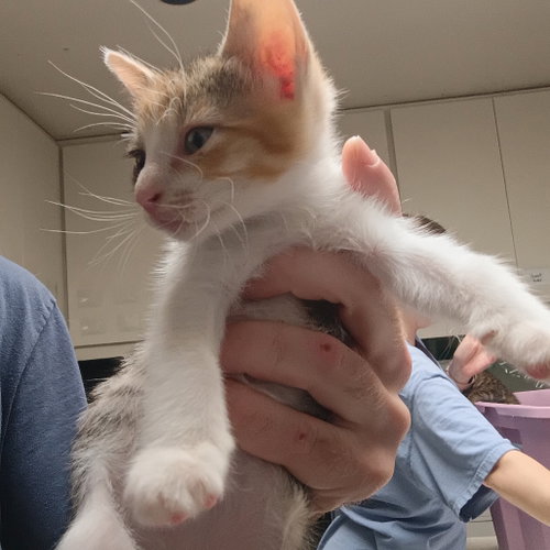 Daytona, Baby Domestic Short Hair, cat for adoption in Fort Worth, Texas