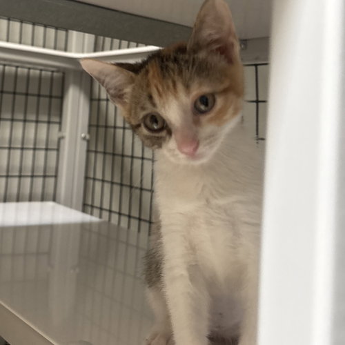 Daytona, Baby Domestic Short Hair, cat for adoption in Euless, Texas