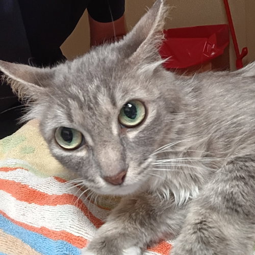 Persephone, Adult Domestic Medium Hair, cat for adoption in Fort Worth, Texas