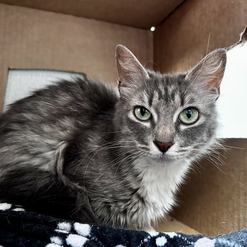 Persephone, Adult Domestic Medium Hair, cat for adoption in The Colony, Texas