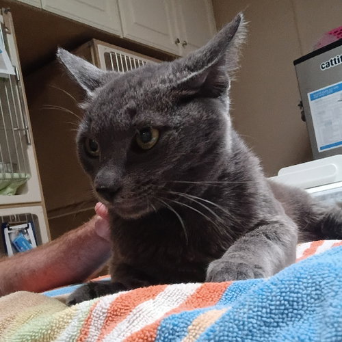 Quicksilver, Young Domestic Short Hair, cat for adoption in Fort Worth, Texas