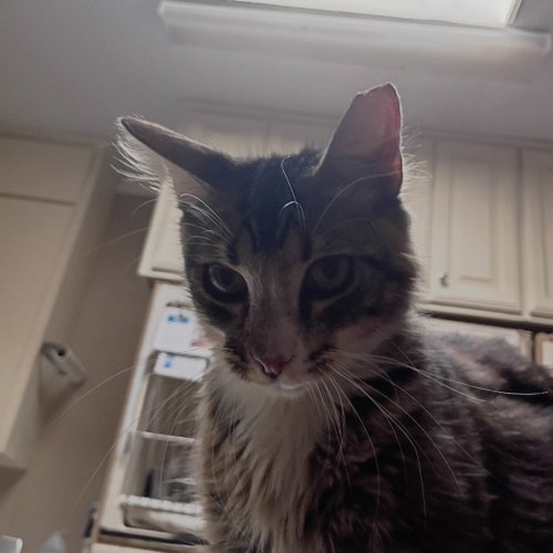 Jacob, Young Domestic Short Hair, cat for adoption in Fort Worth, Texas