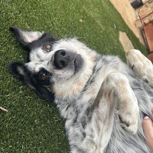 POPE (NEW DIGS) - Cattle Dog available for adoption
