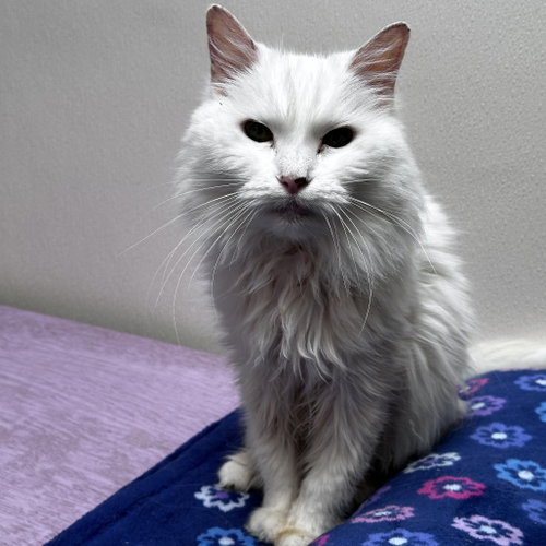 Mavis, an adoptable Domestic Medium Hair in Dallas, TX