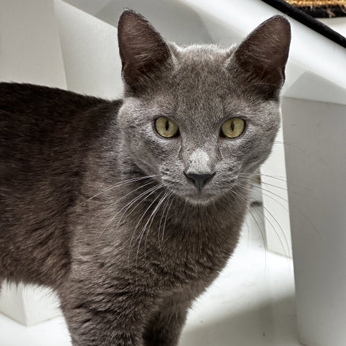 Quicksilver, Young Domestic Short Hair, cat for adoption in Euless, Texas
