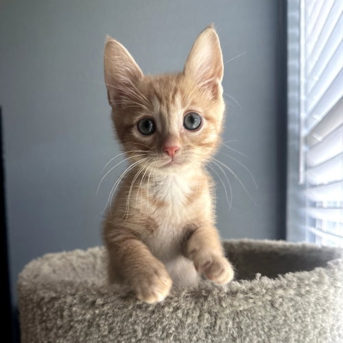 Sriracha, Baby Domestic Short Hair, cat for adoption in The Colony, Texas